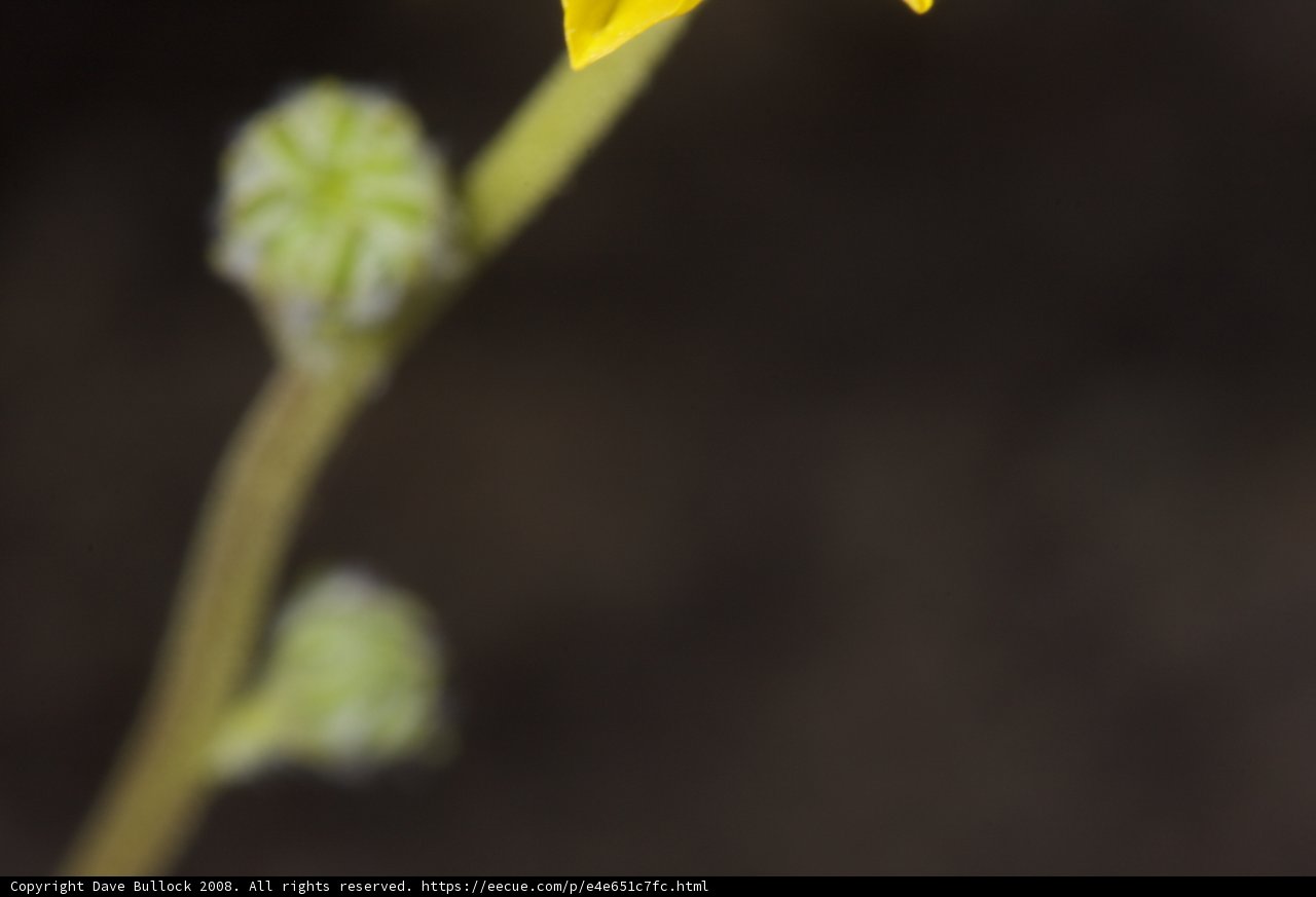 Desert bloom