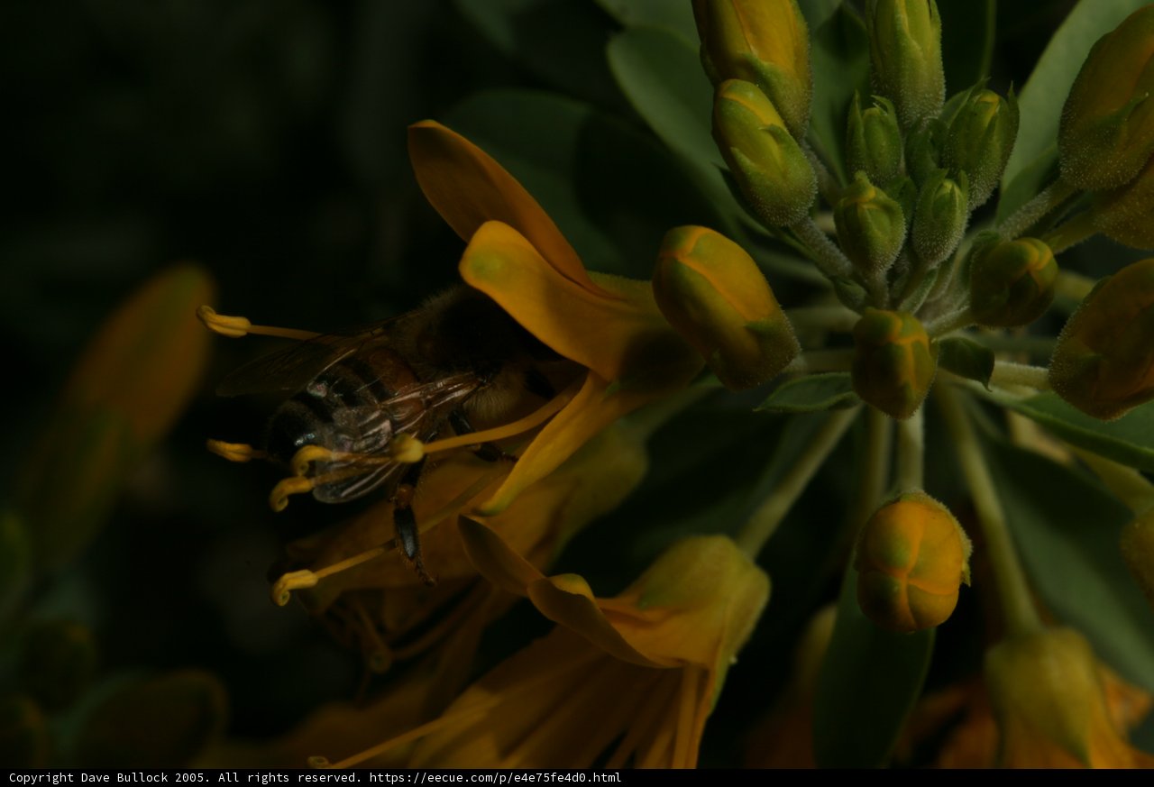 Busy Bee on Yellow Lily