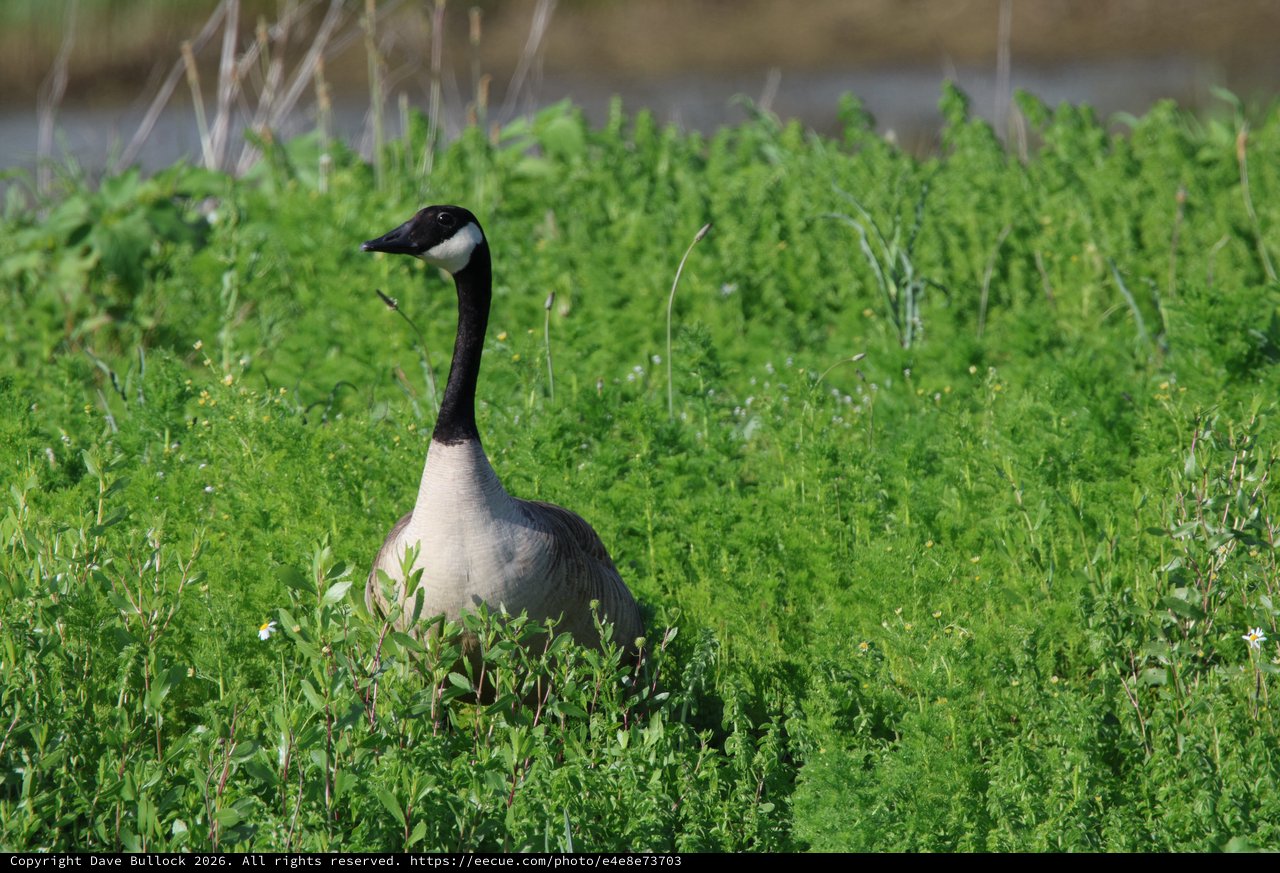 Canada Goose Standing Alert in Spring Wetland Grass