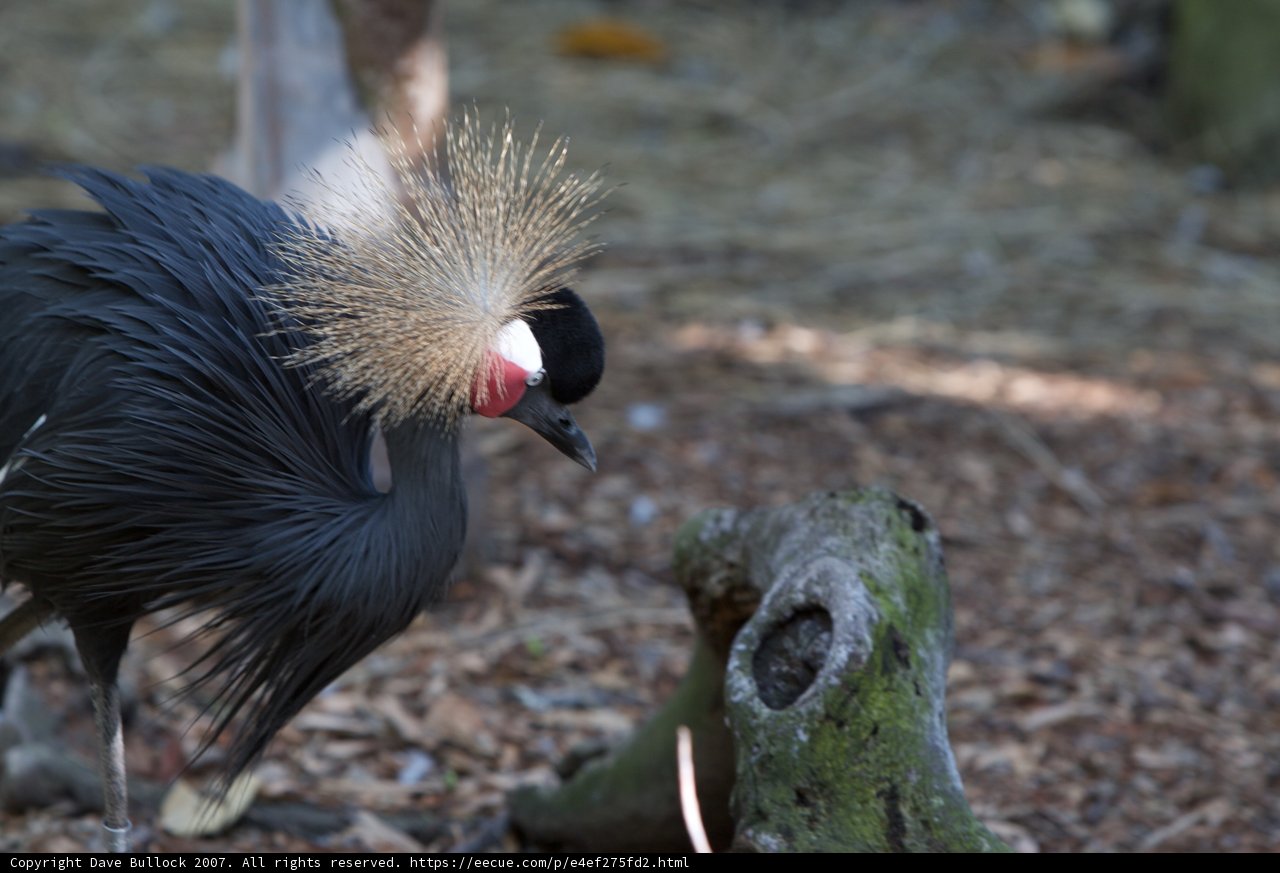 Mohawk Crane