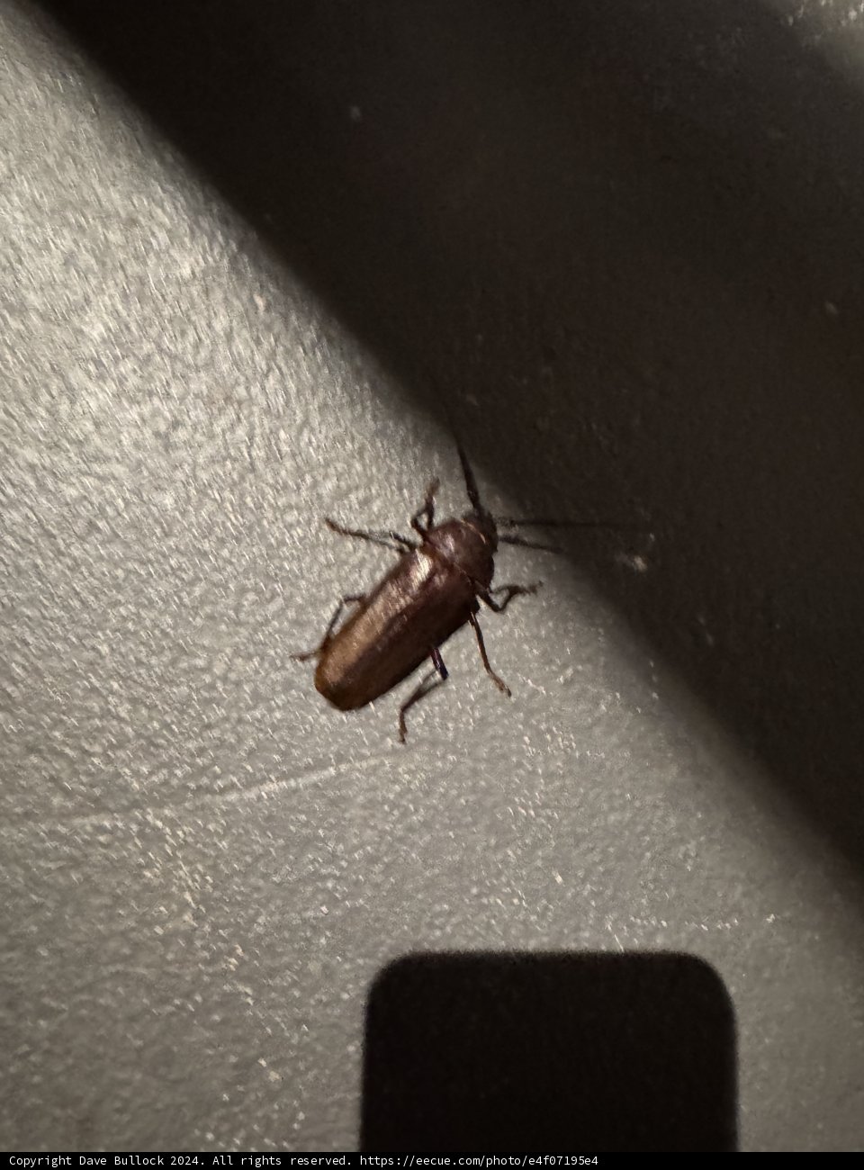 Unexpected Visitor