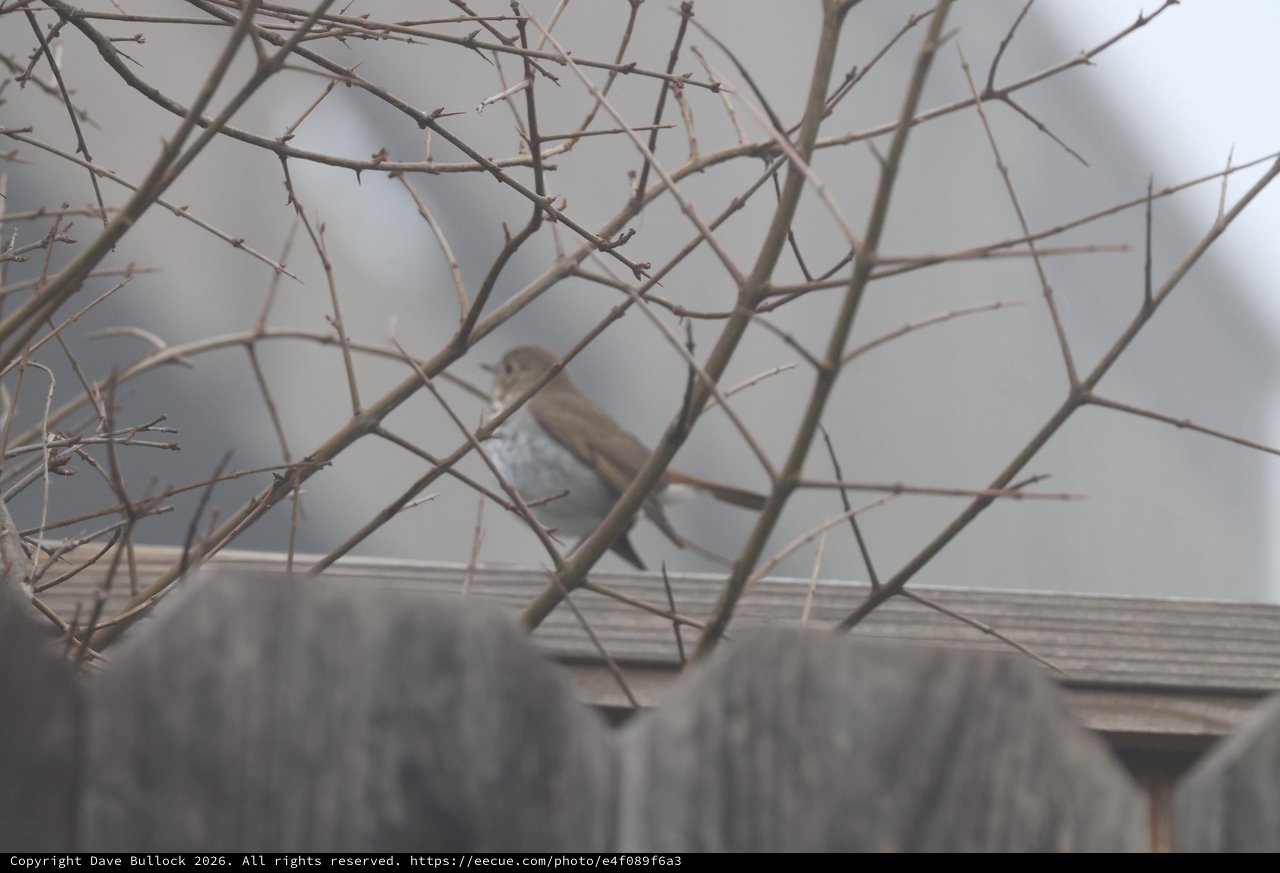 Sparrow Perched Among Winter Branches at Dusk