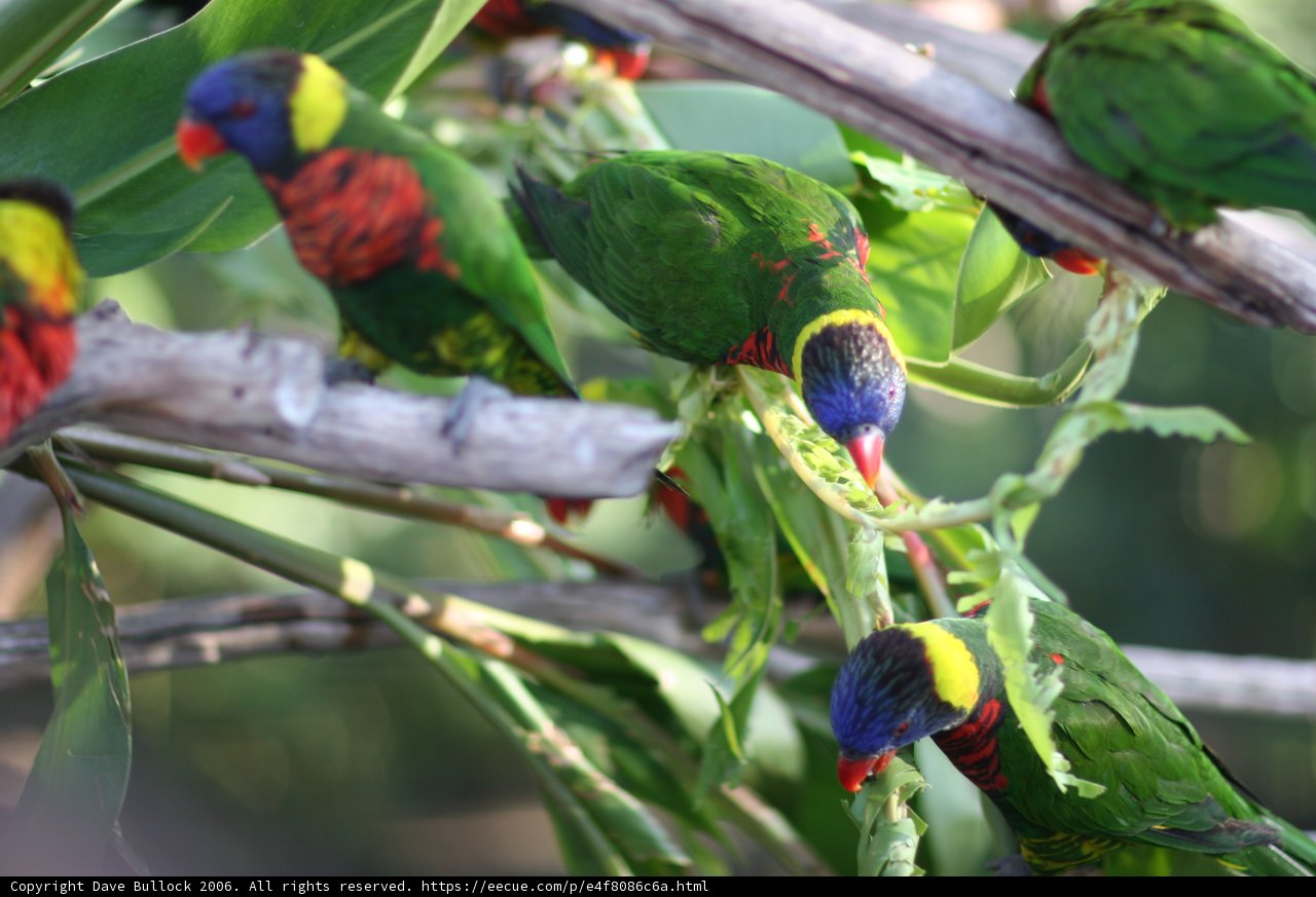 Feathered Feast