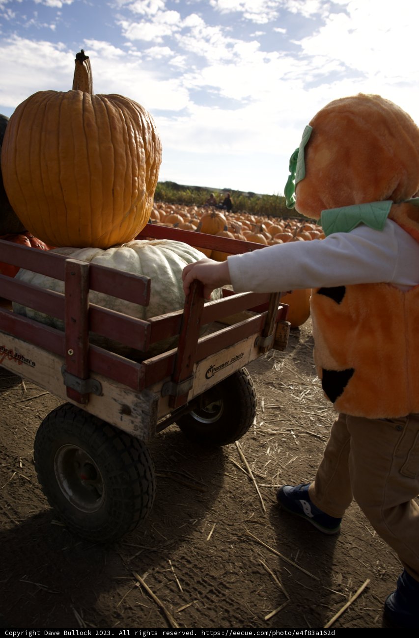 Harvest Festival Adventure in 2023