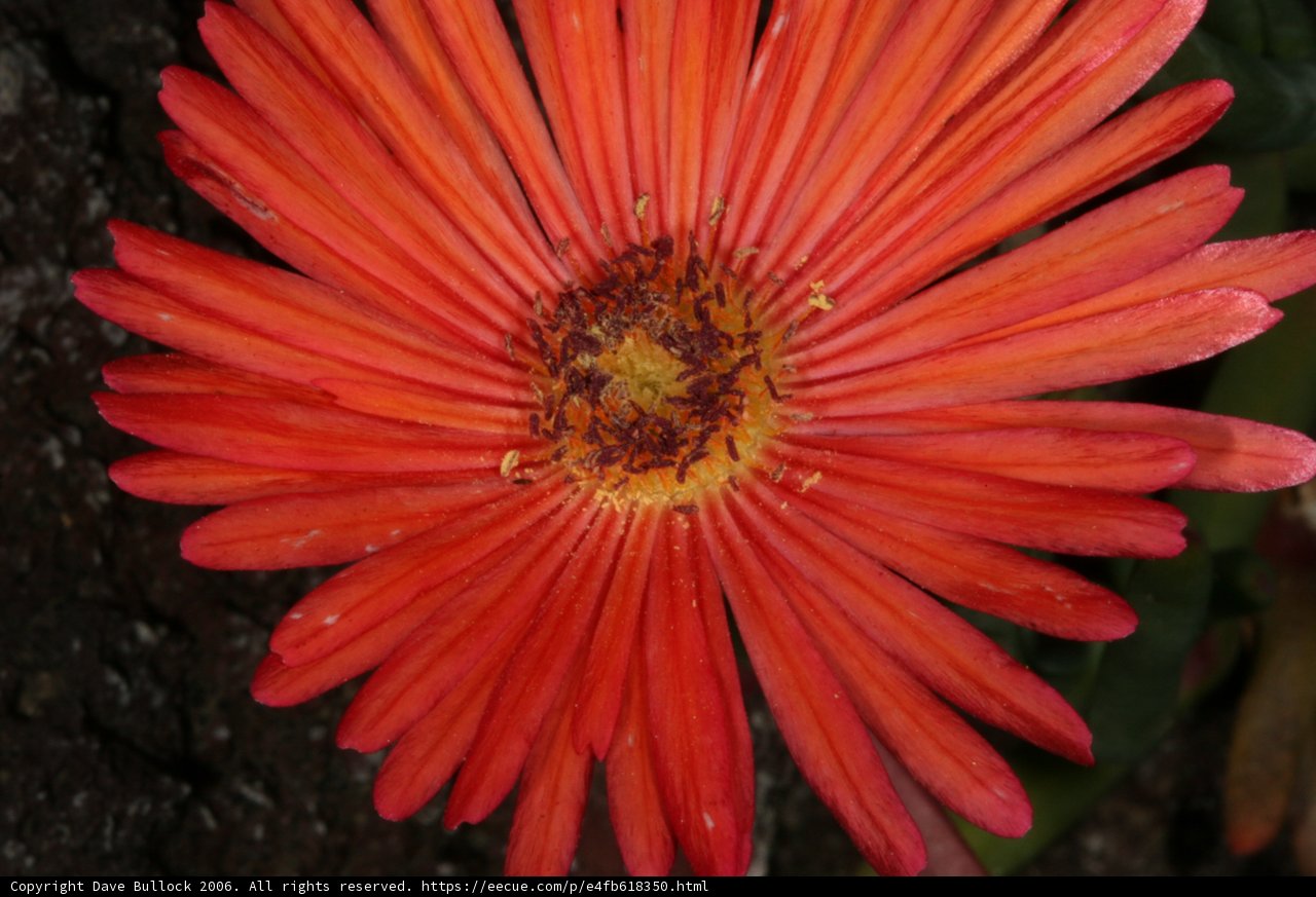 Red Daisy with Yellow Centers