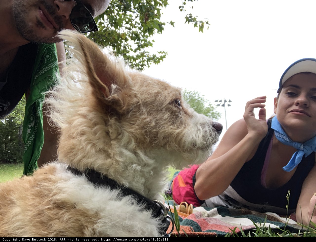 A Canine Encounter
