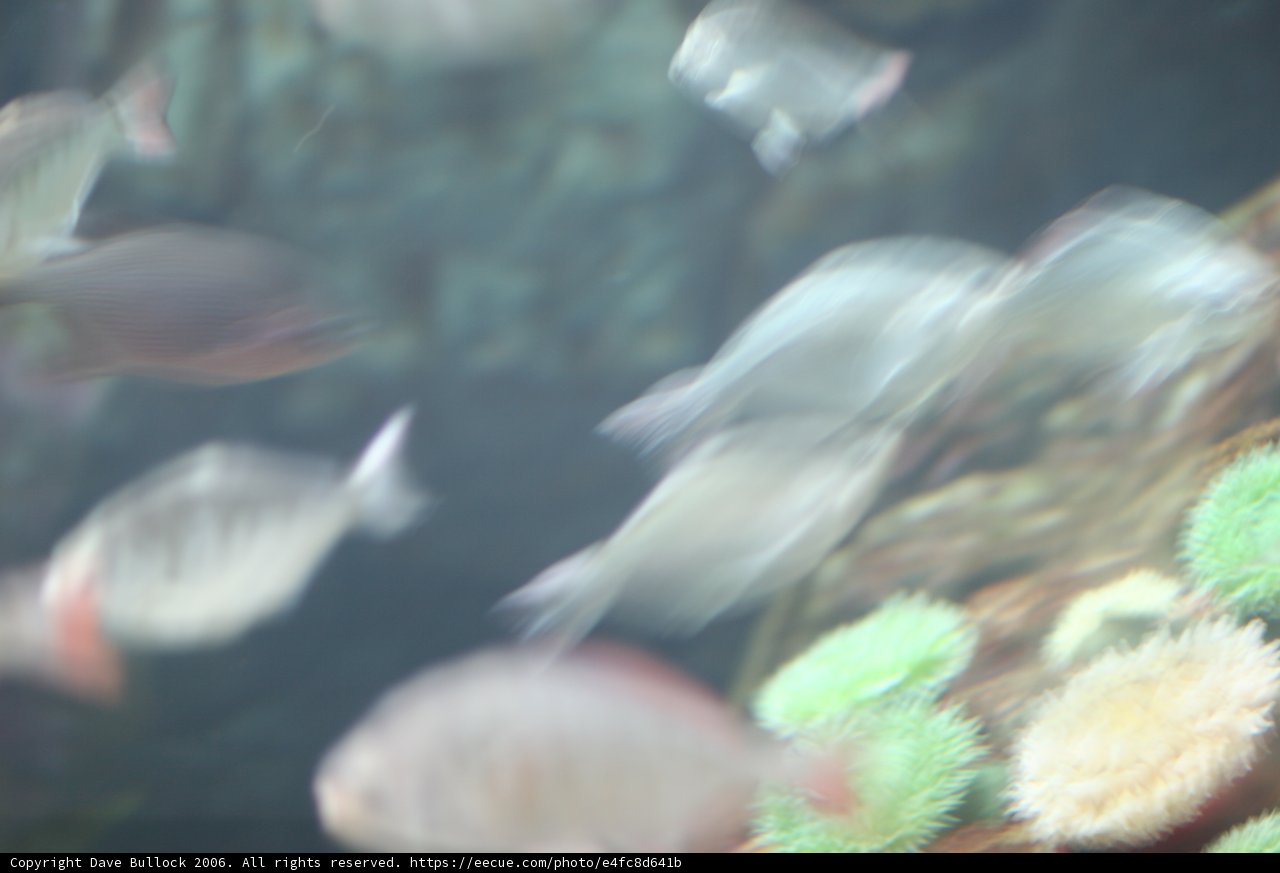 Blurry Underwater World