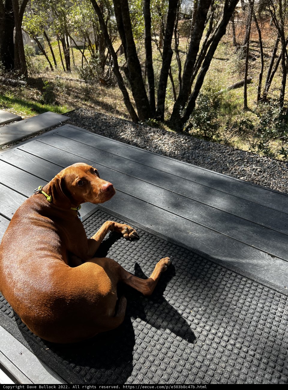 Relaxing in the Sierra National Forest