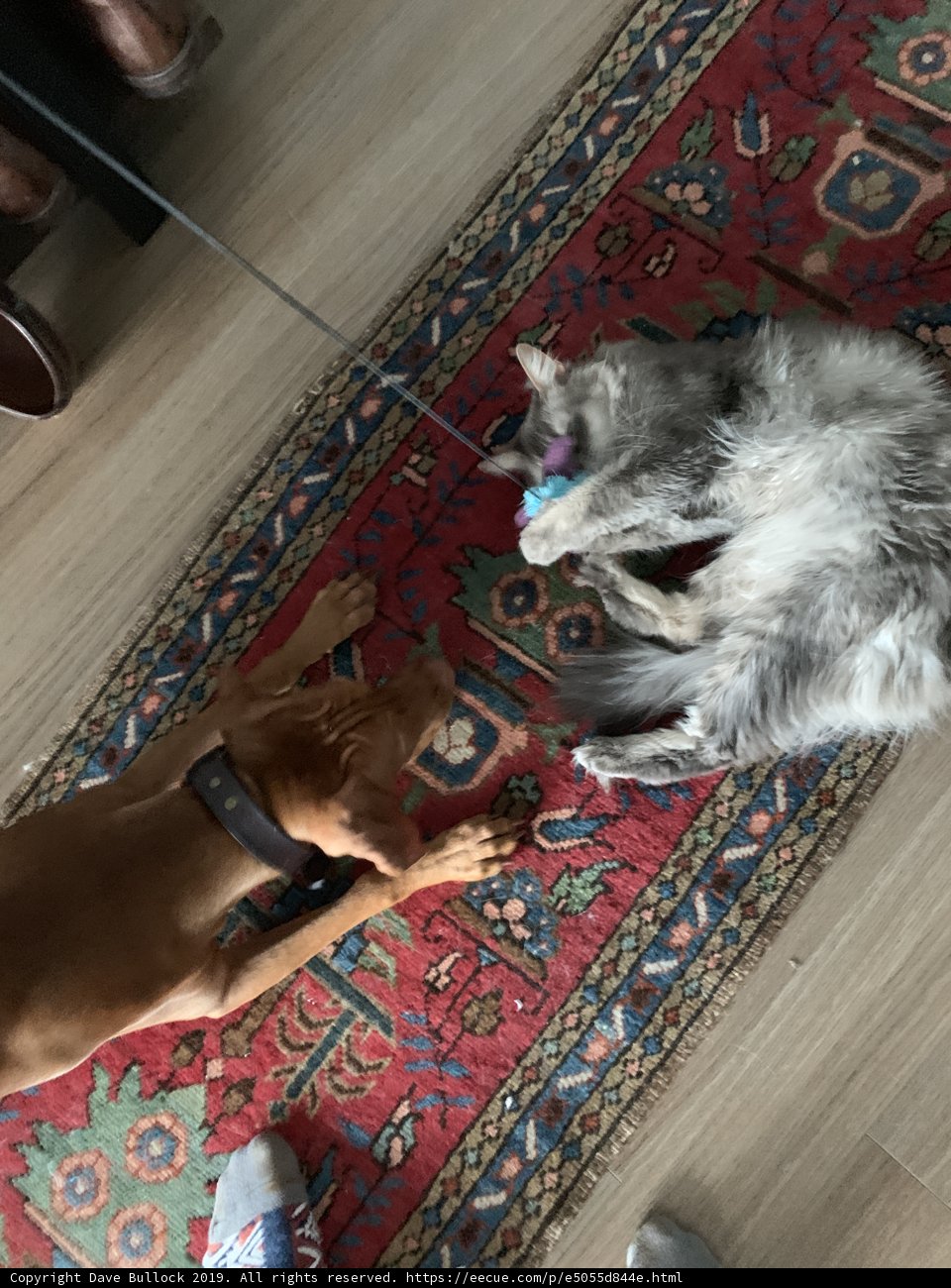Playful Pals