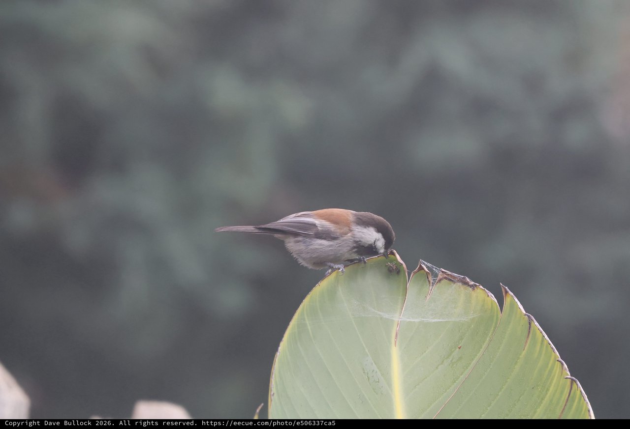 Chestnut-Backed Chickadee Perched on Dried Leaf