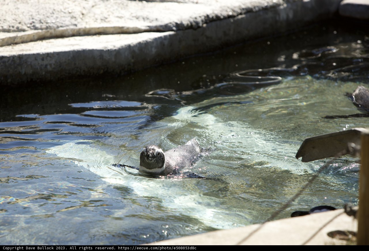 Seaside Symphony at SF Zoo