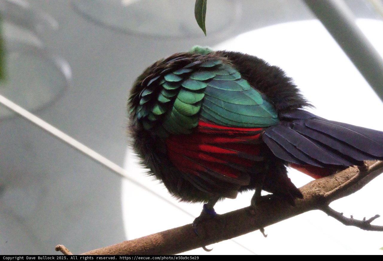 The Vibrant Plumage: A Hidden Gem