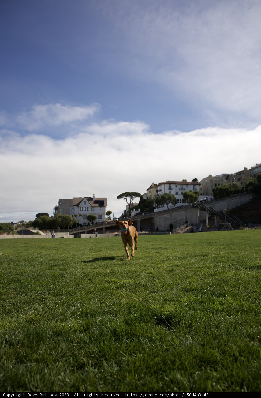 A Canine's Countryside Retreat