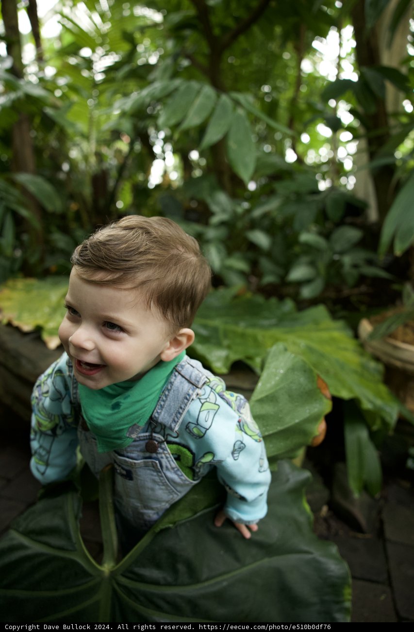 The Little Explorer: Chronicles of The Golden Gate Jungle