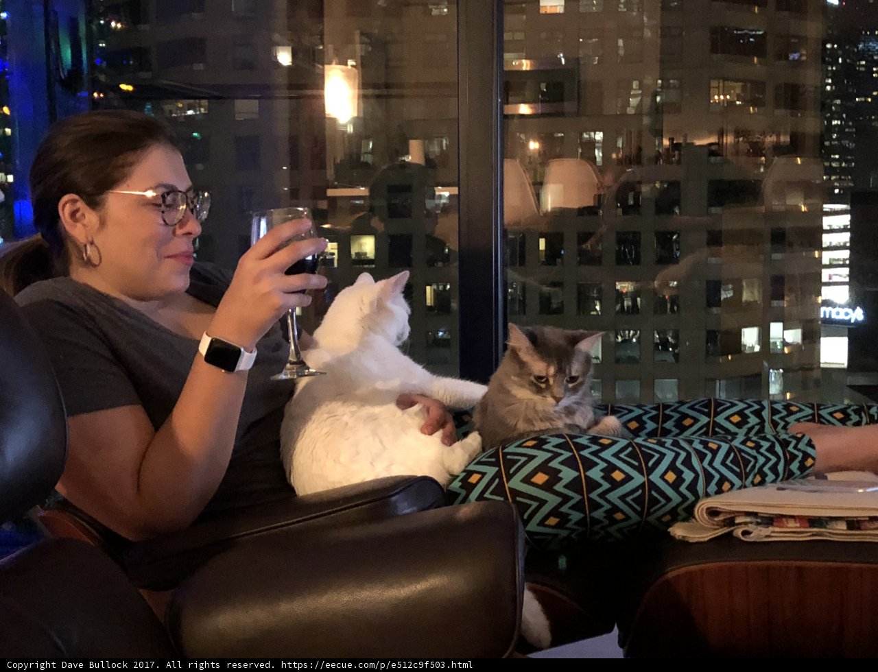 Couch Cats and Company