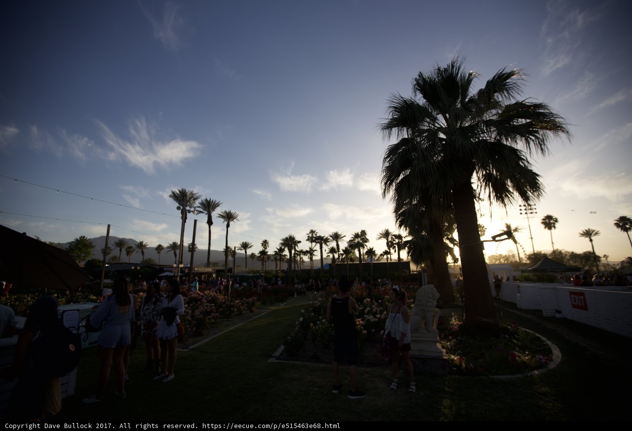 Palm Trees and Summer Vibes