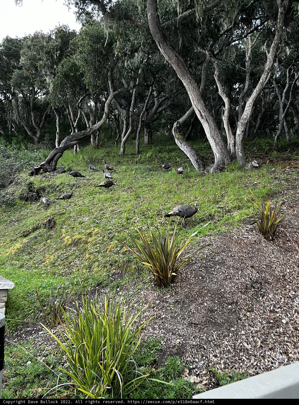 A Peaceful Retreat in the Heart of Carmel