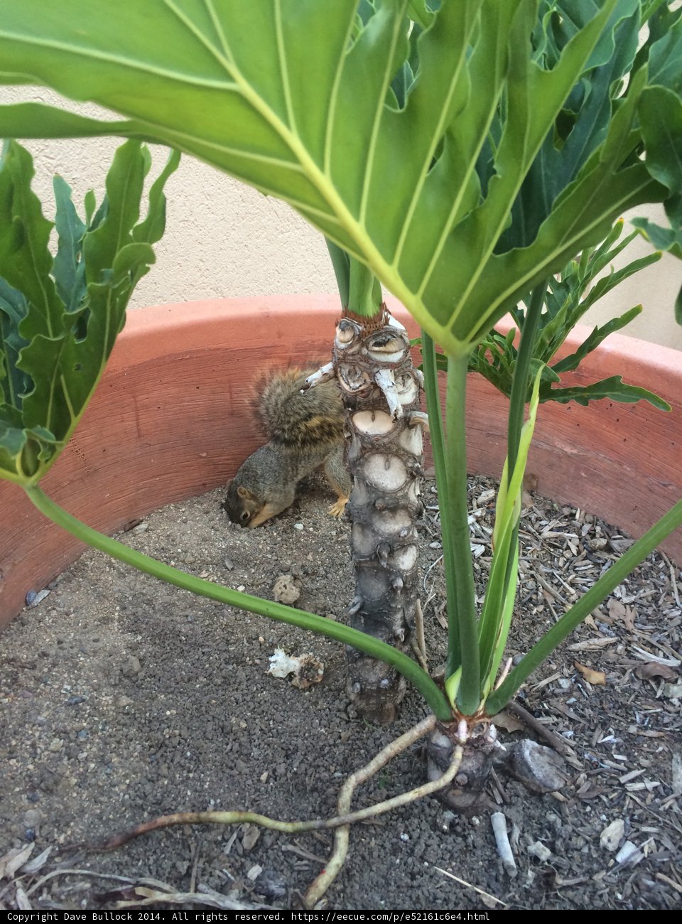 Squirrel in the Greenery