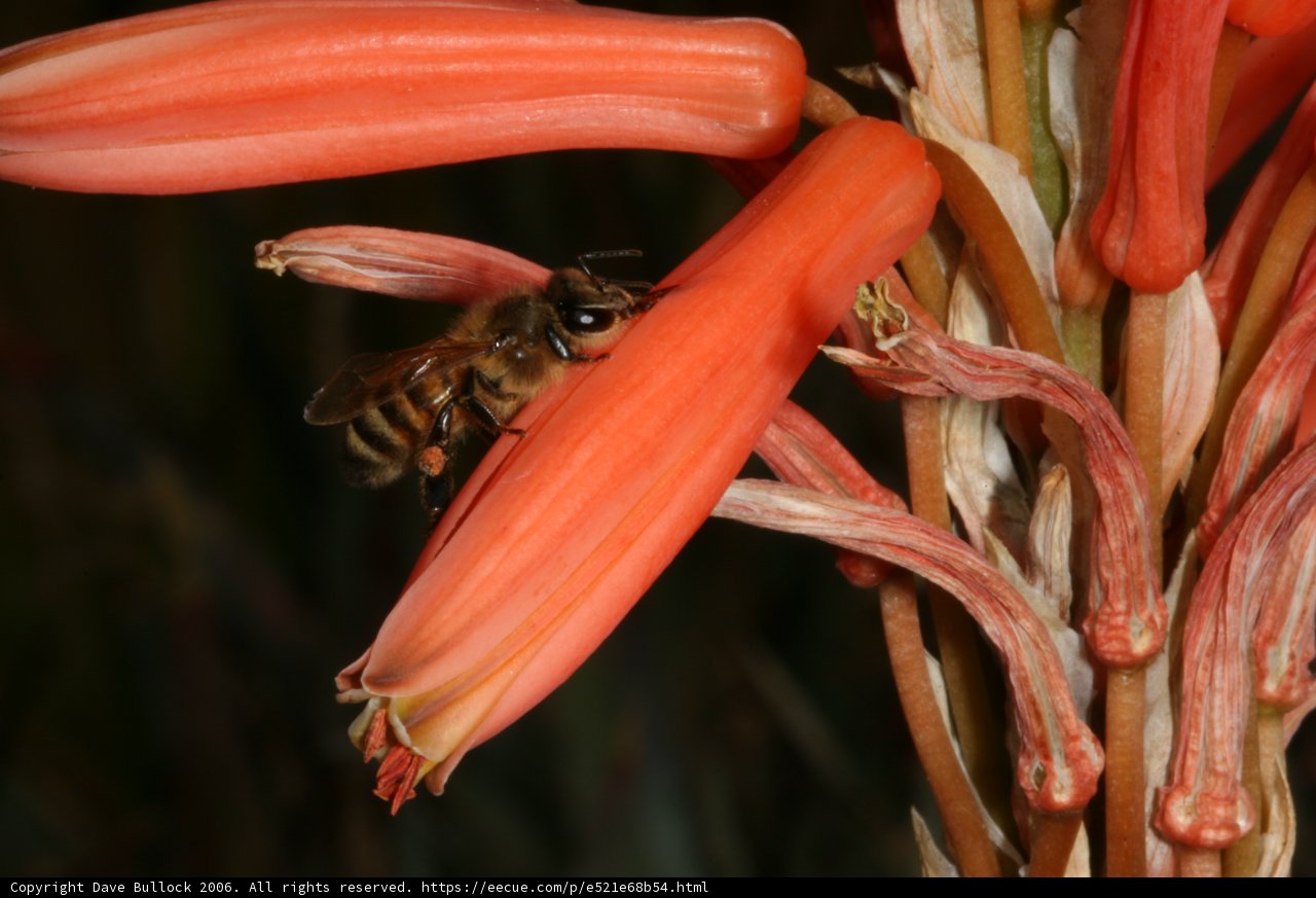 Bee on Red Rhubarb Flower