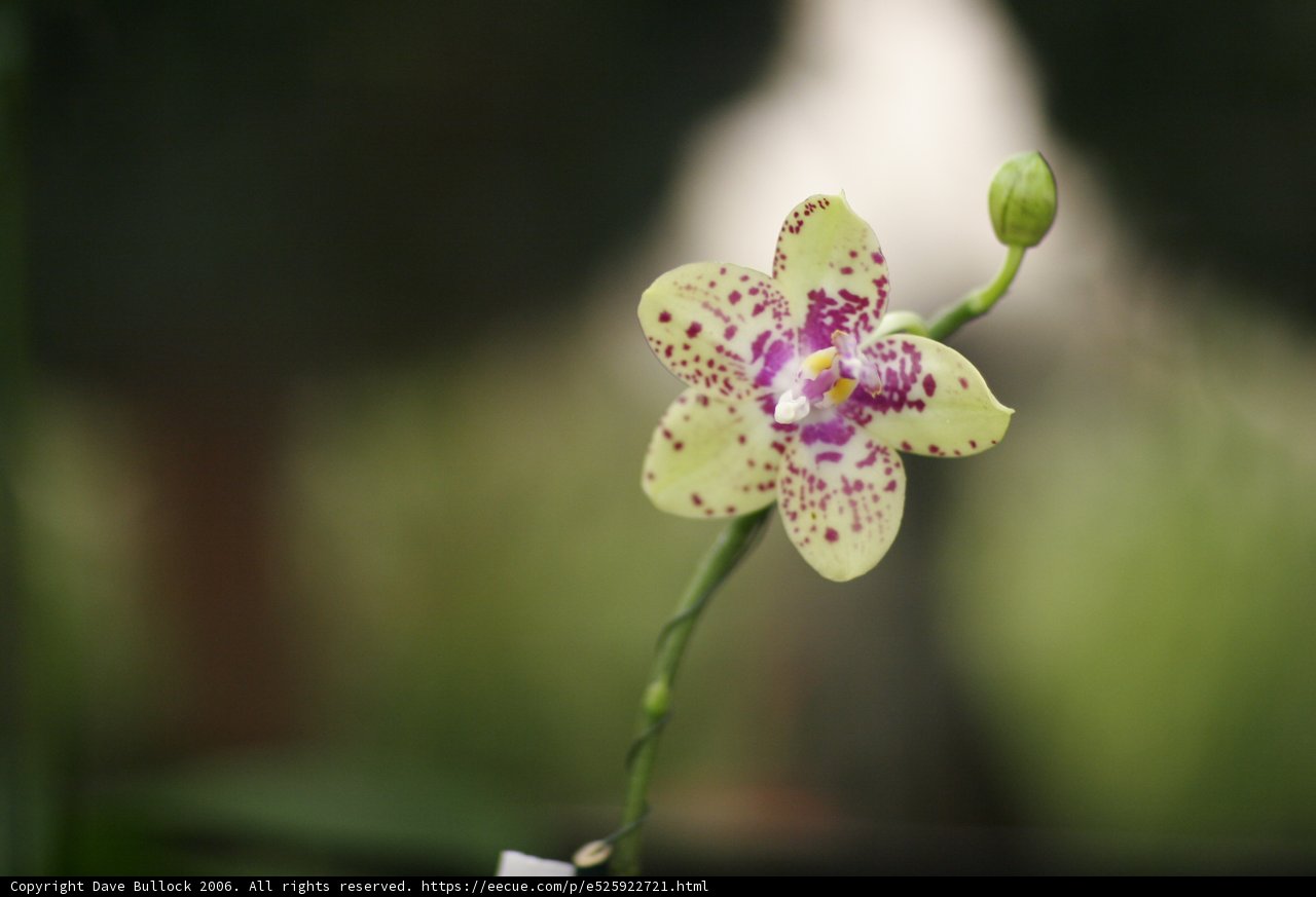 Blossoming Beauty