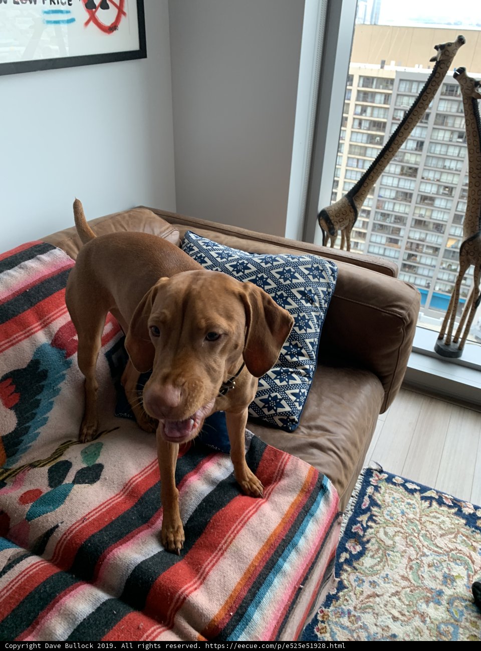 Couch Companion