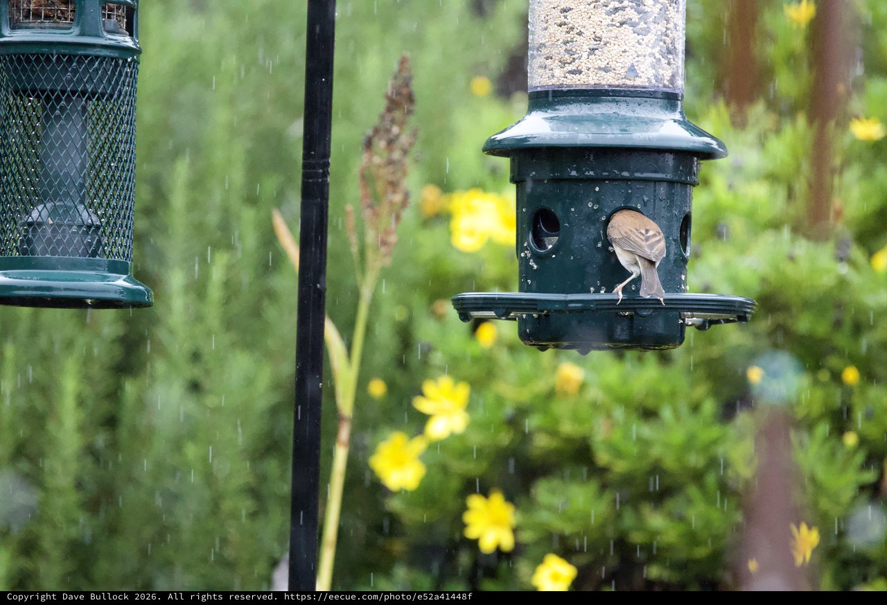 Small Bird Feeding in the Rain at Garden Feeder