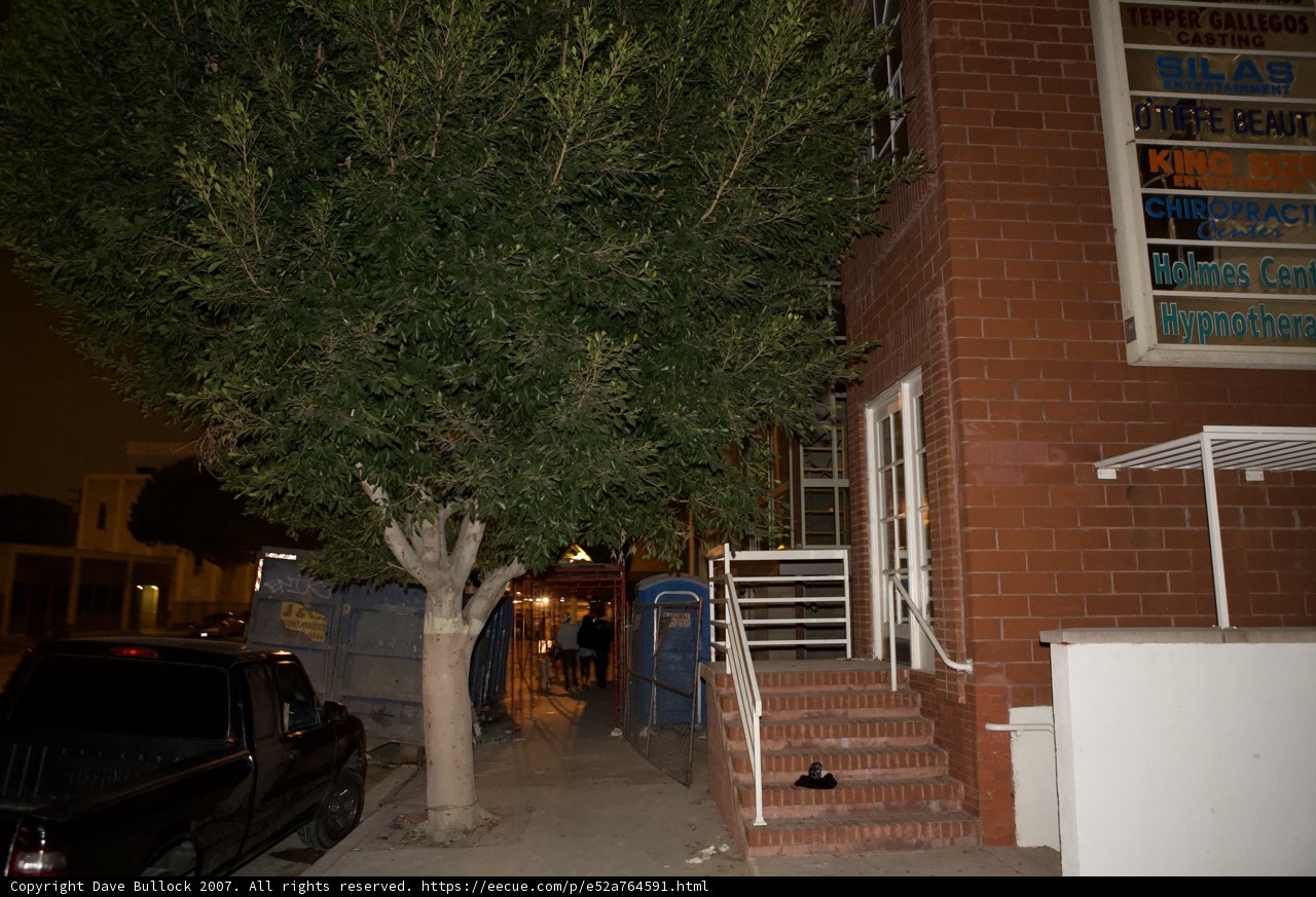 Urban Tree with Large Green Leaf