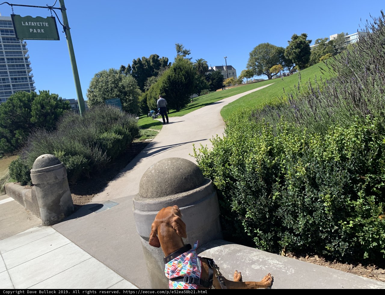 Serene Pup in Lafayette Park
