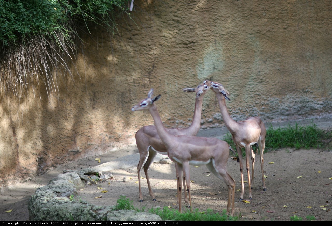 Three Gazelles in Their Natural Habitat