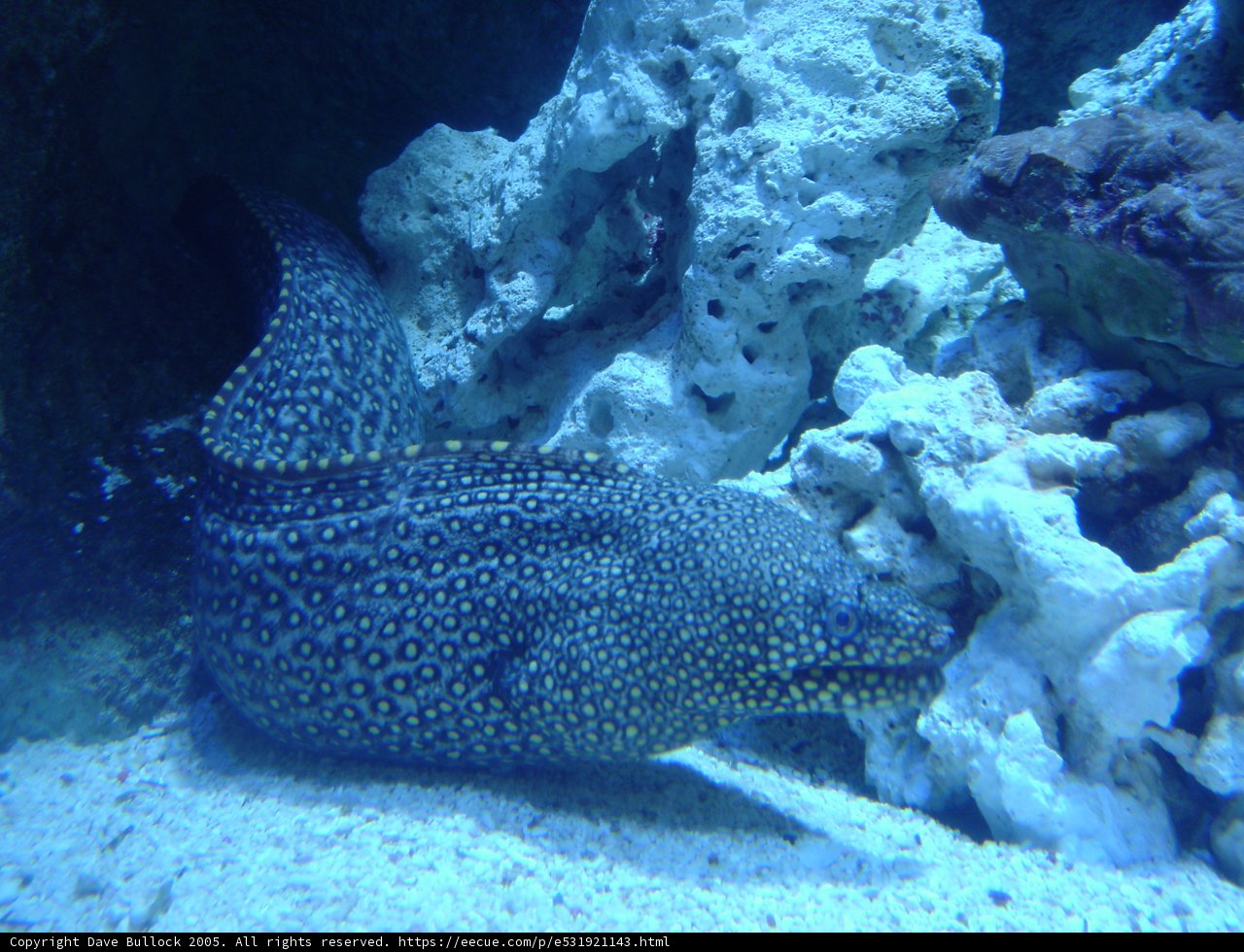 Majestic Fish in an Aquatic Wonderland