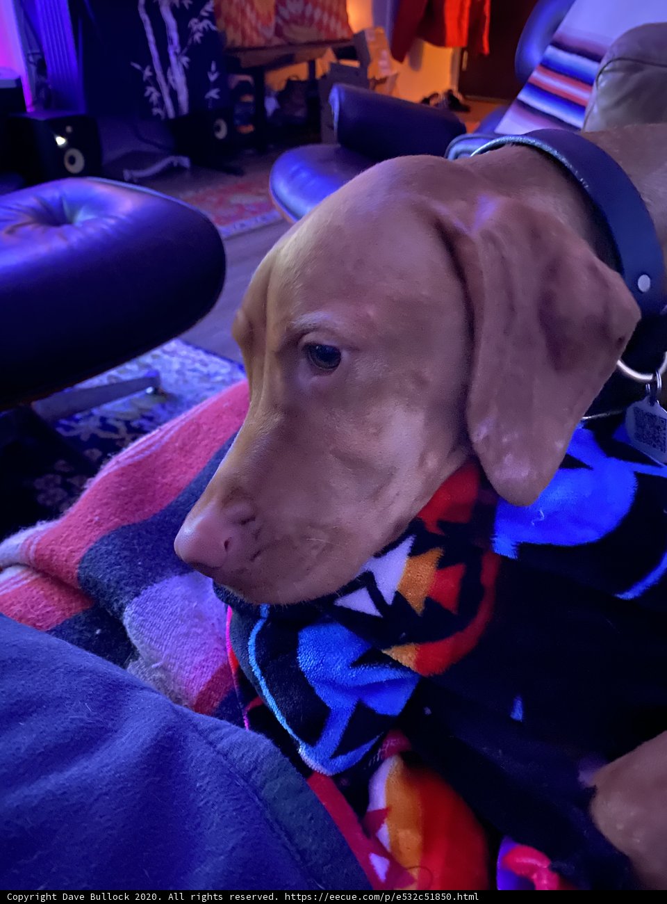 Cozy Companion