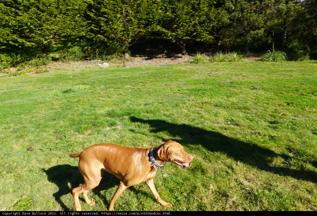 Canine Wanderlust