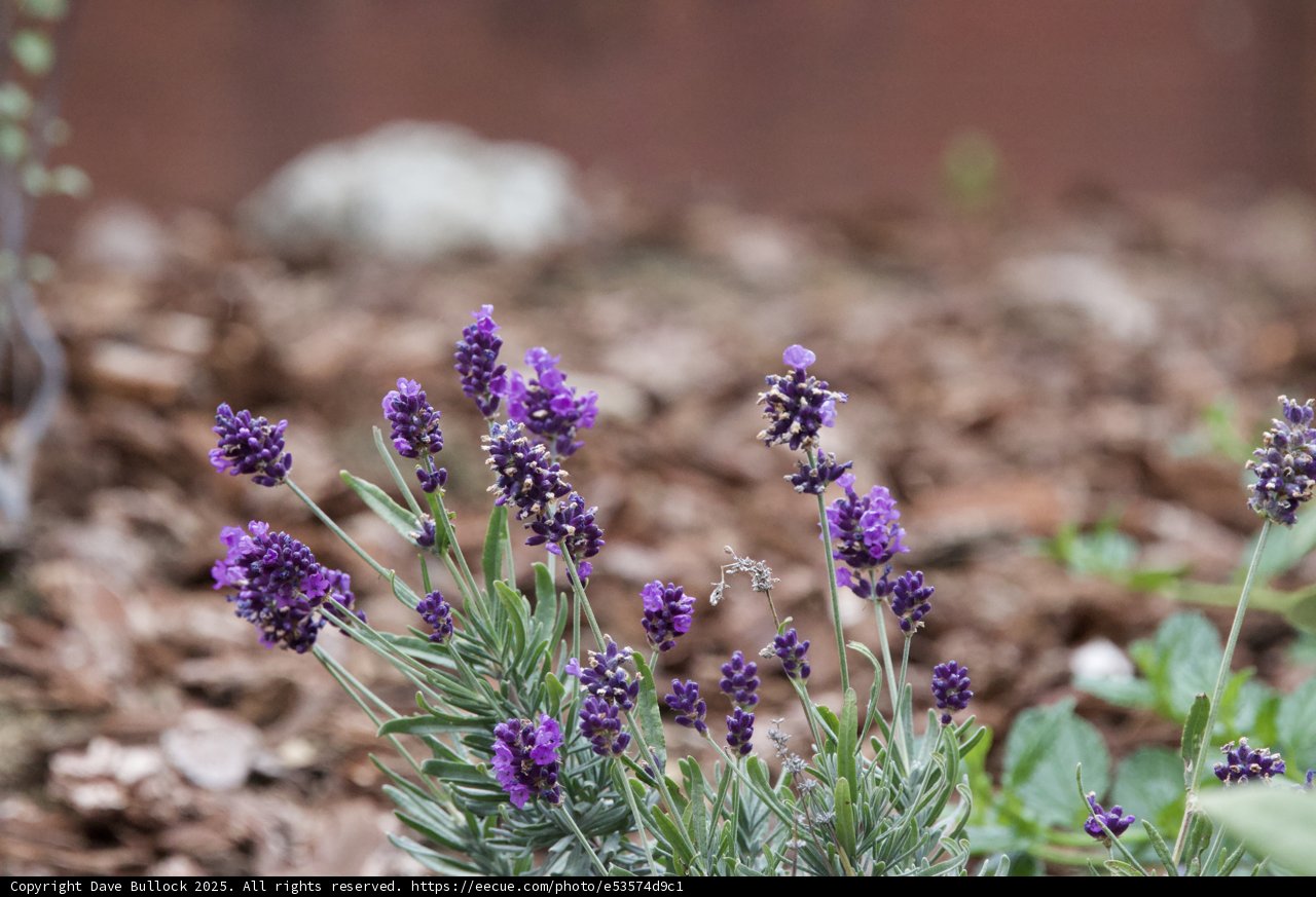 Lavender Dreamscape