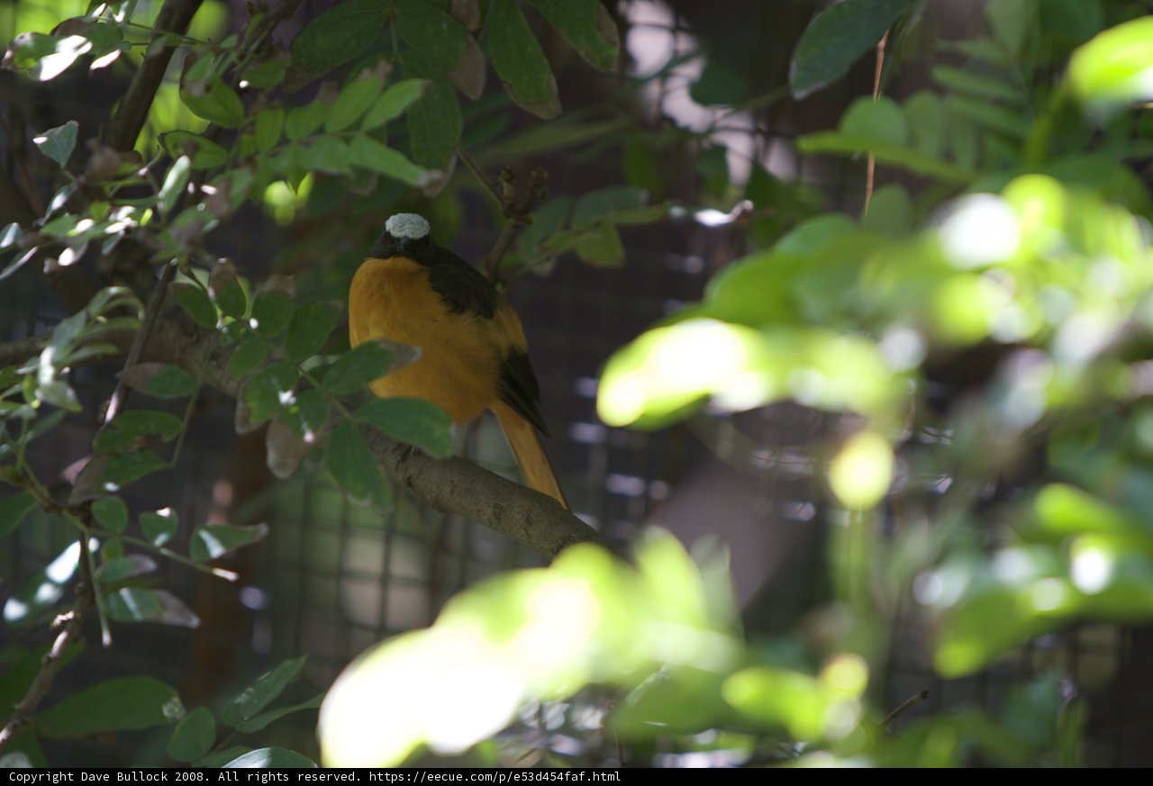 In the Woods - A Finch on a Branch