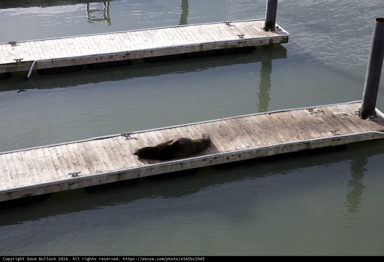 Harbor Sentinel: The Dockside Seal
