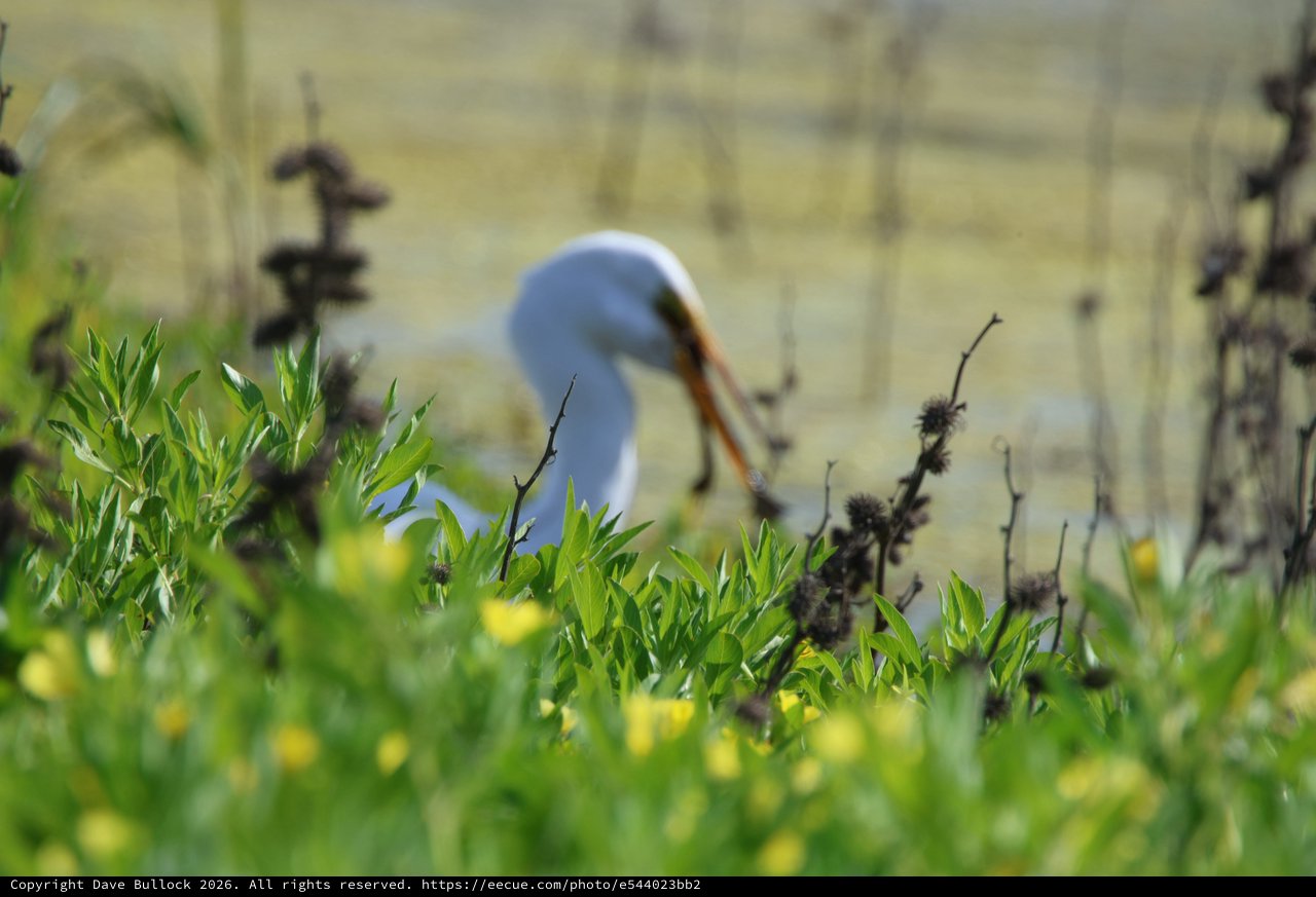 Great Egret Foraging Among Spring Wildflowers at Water's Edge