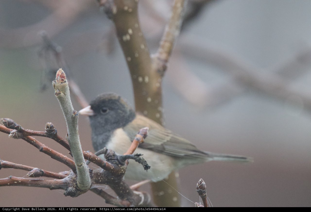 Dark-Eyed Junco Perched on Winter Branch