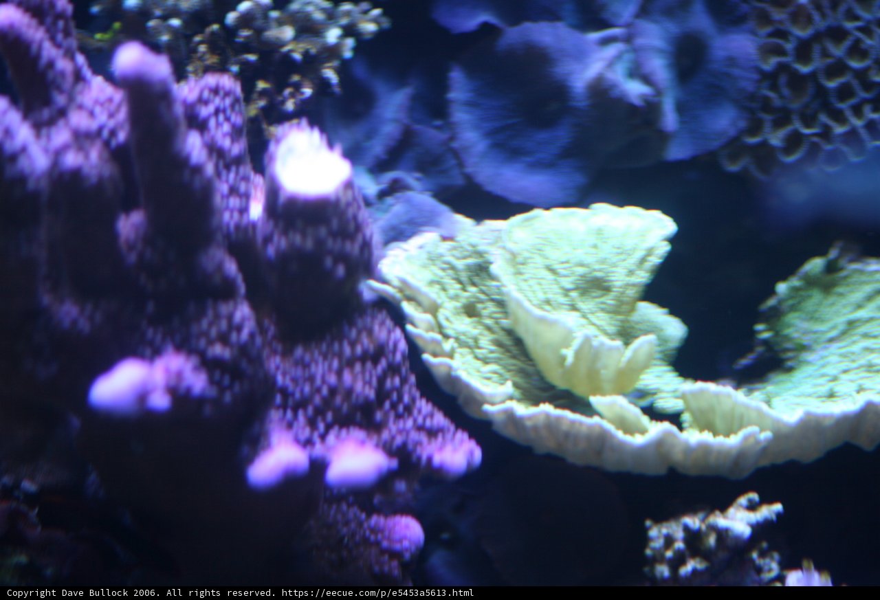 Underwater Wonderland