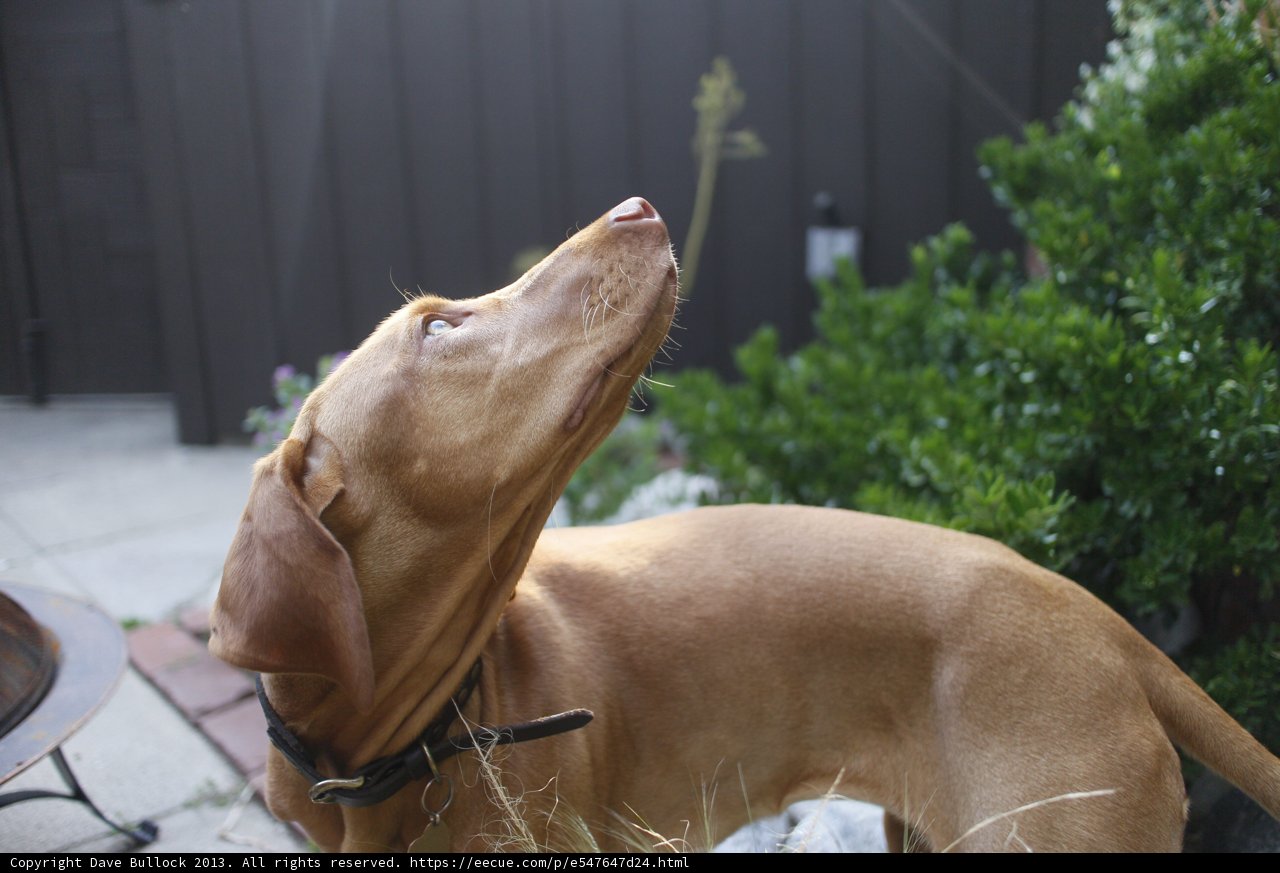 Sky Gazing Hound