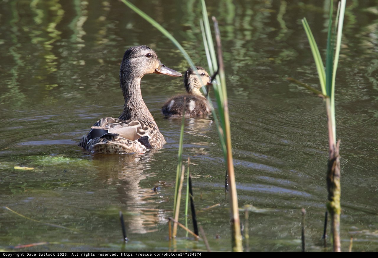 Female Duck and Duckling Swimming Among Reeds