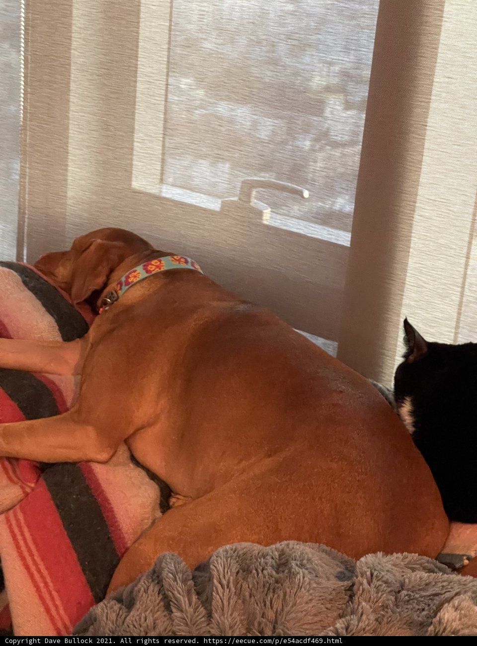 Puppy and Kitty Dreams