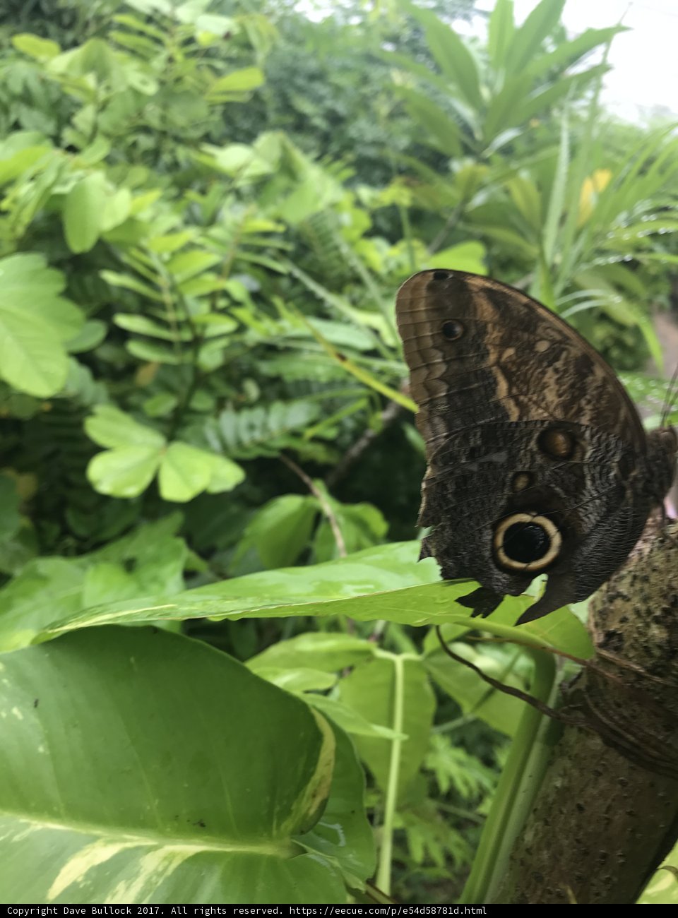 Butterfly Gazing at the World