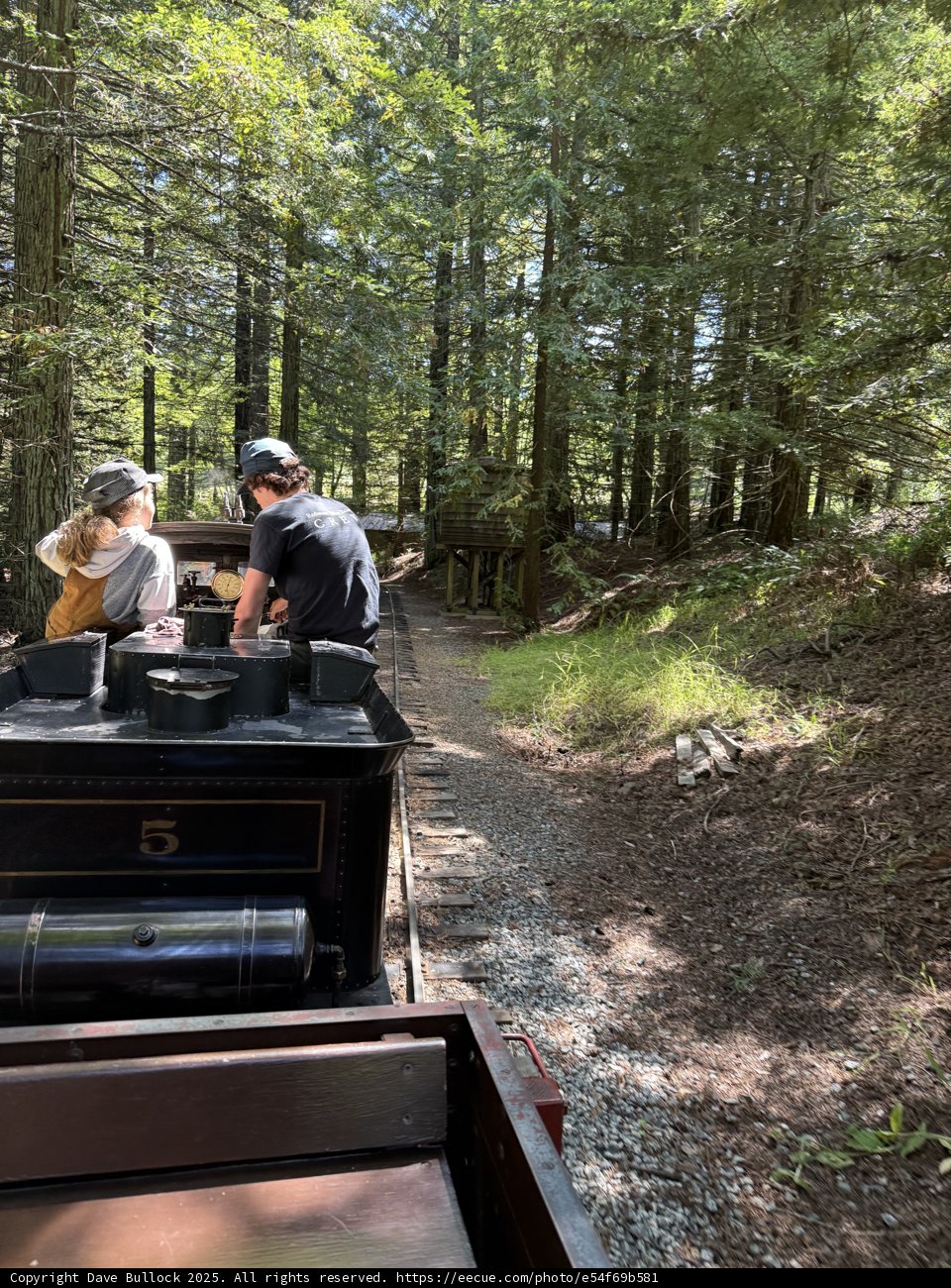 Journey Through the Woodland Tracks