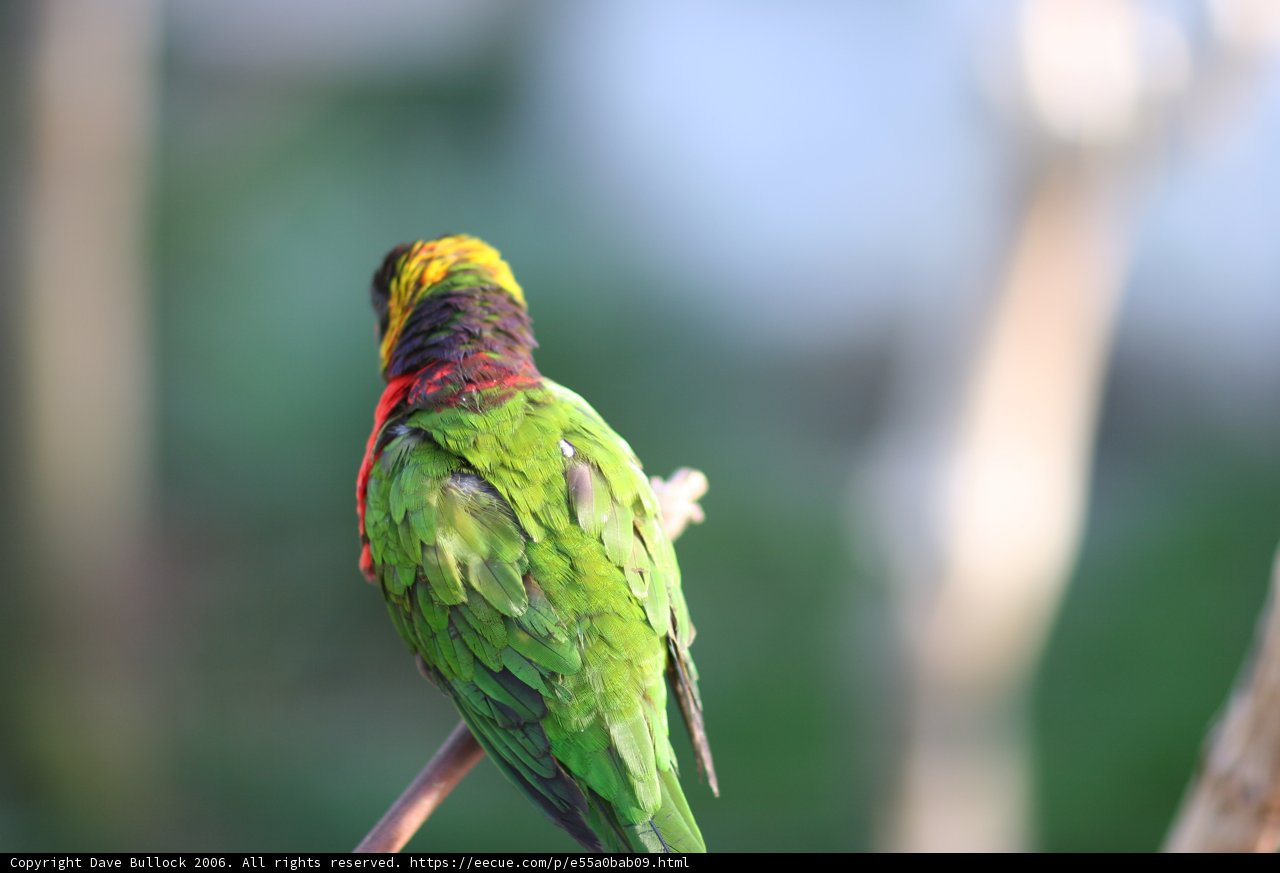 Colorful Parakeet Perched on a Branch