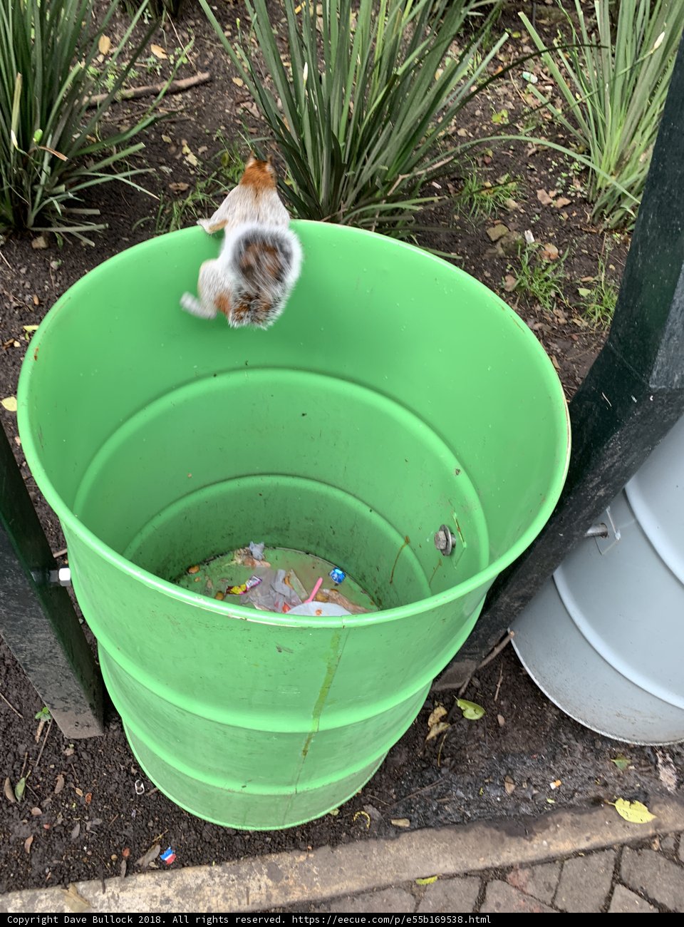 Squirrel on Top