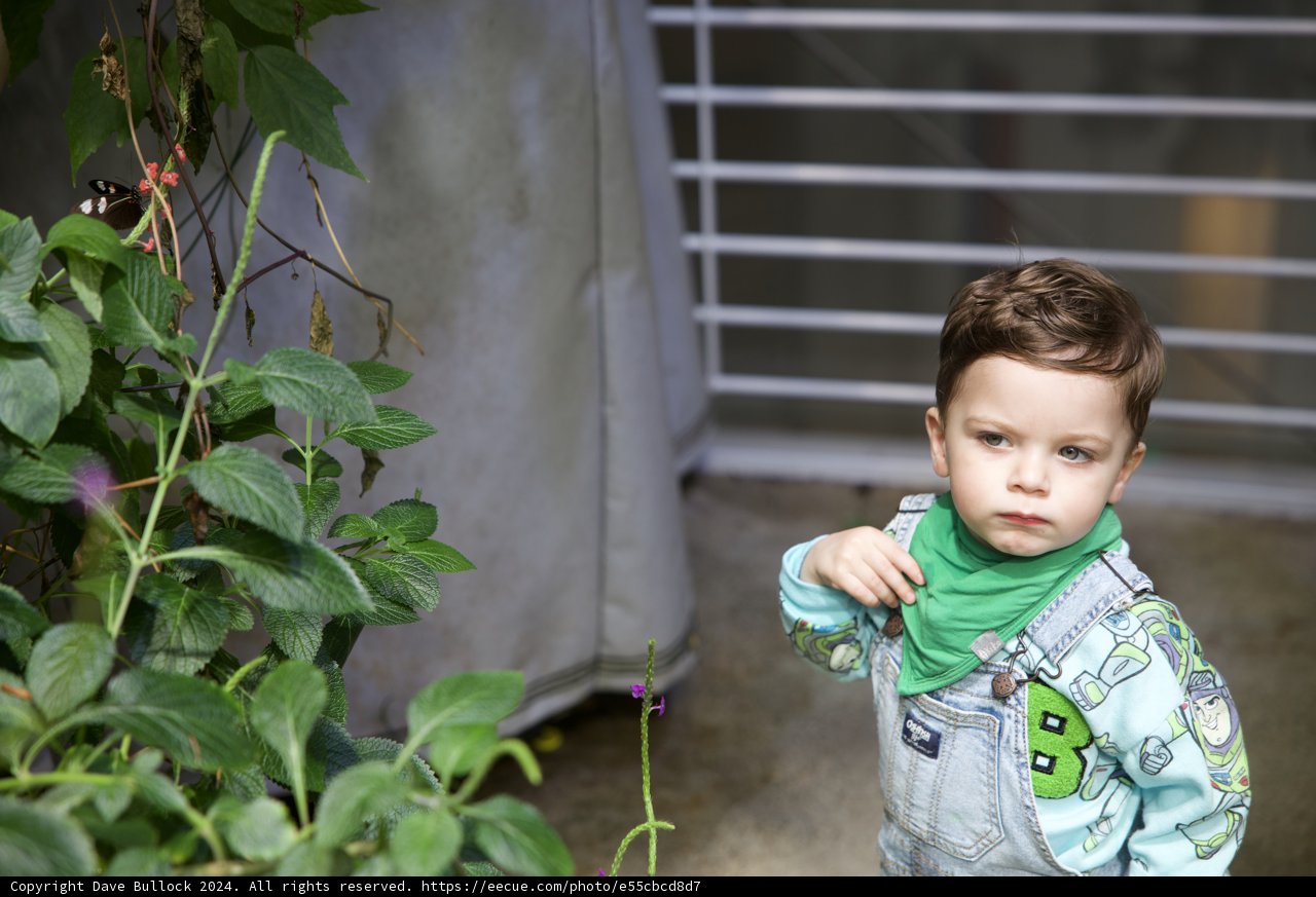 Little Gardener within the Rainforest