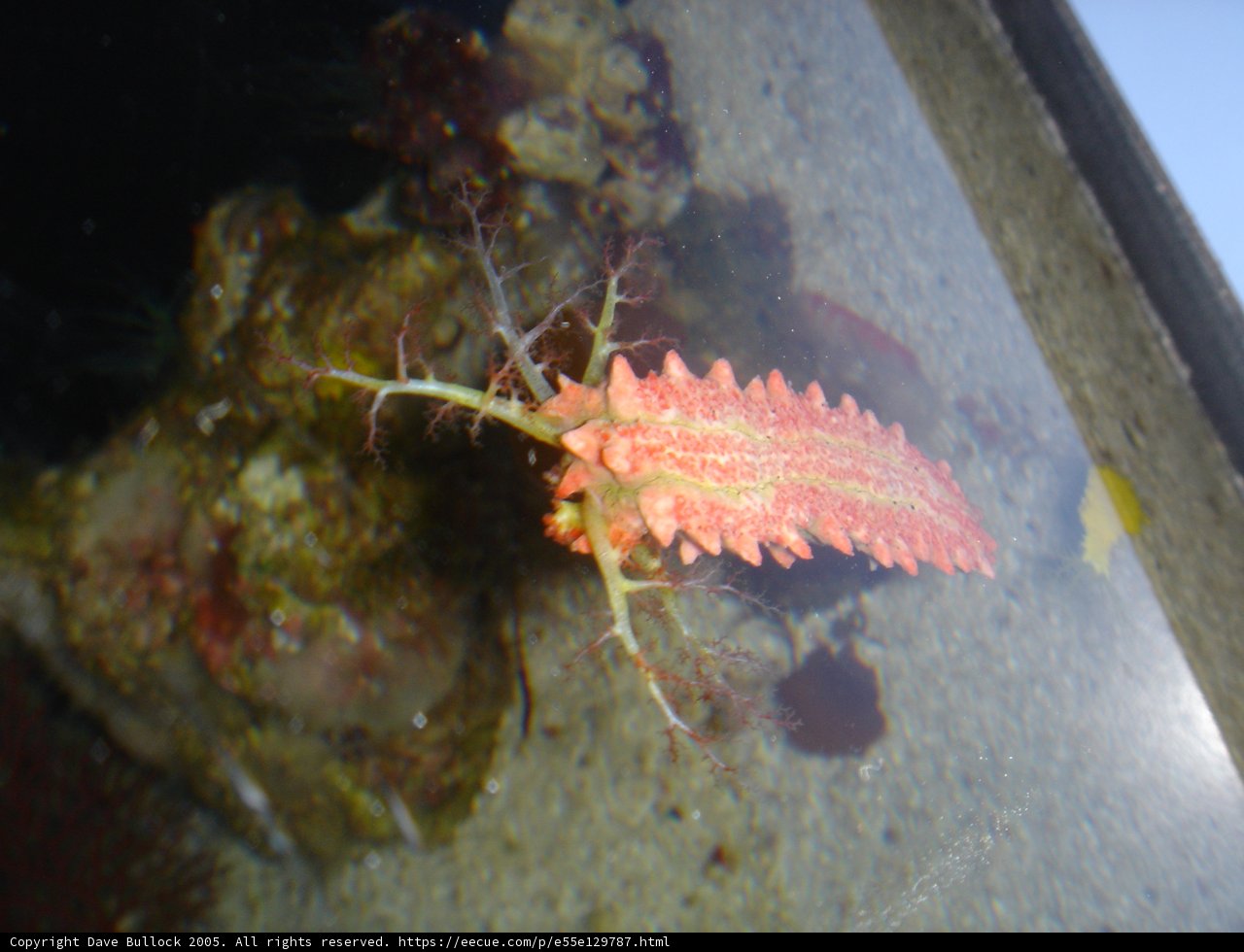 Vibrant Sea Urchin in the Coral Reef