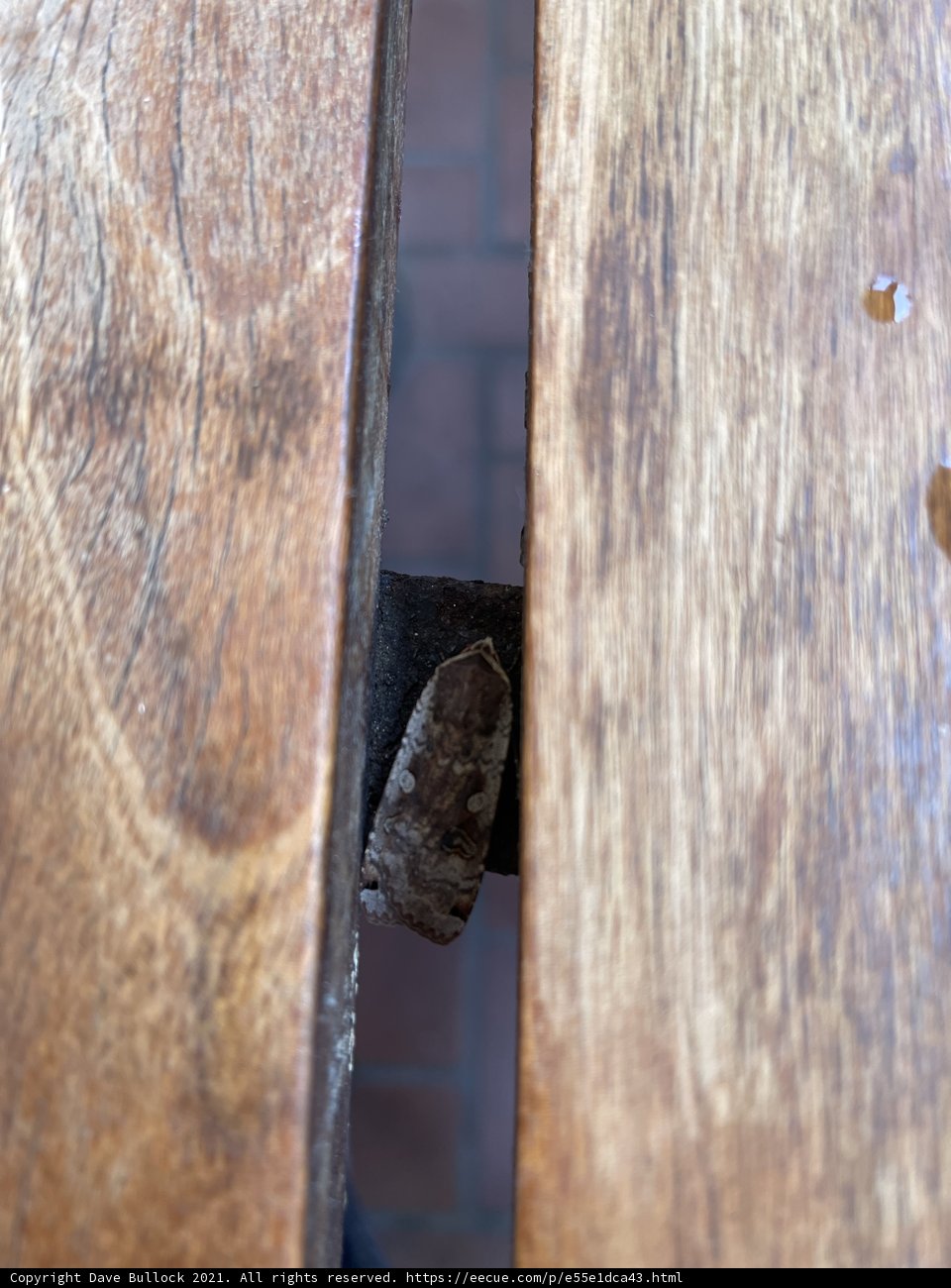 Wooden Bench's Winged Visitor