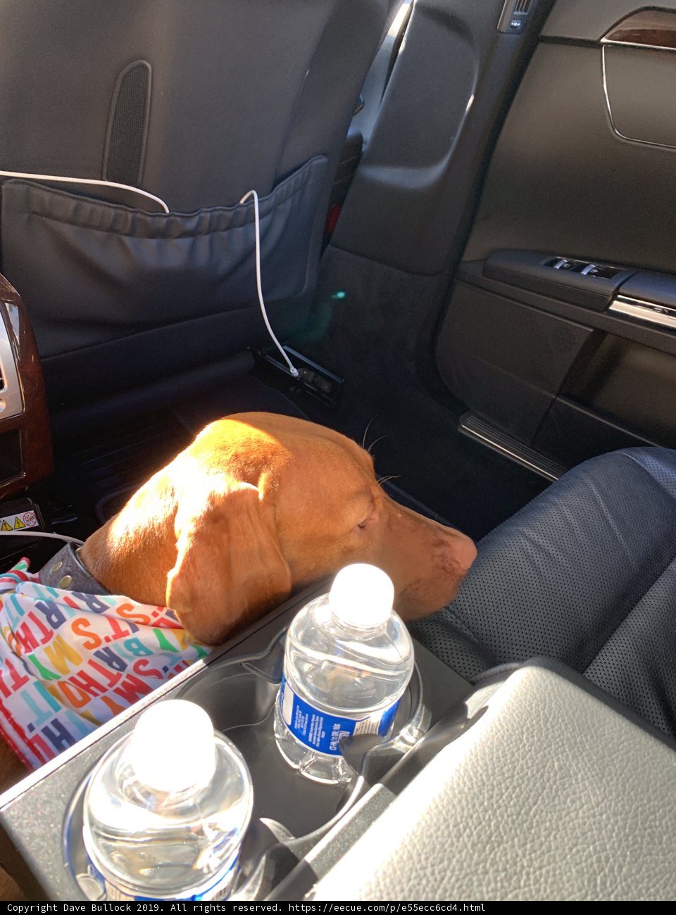 Canine Comfort