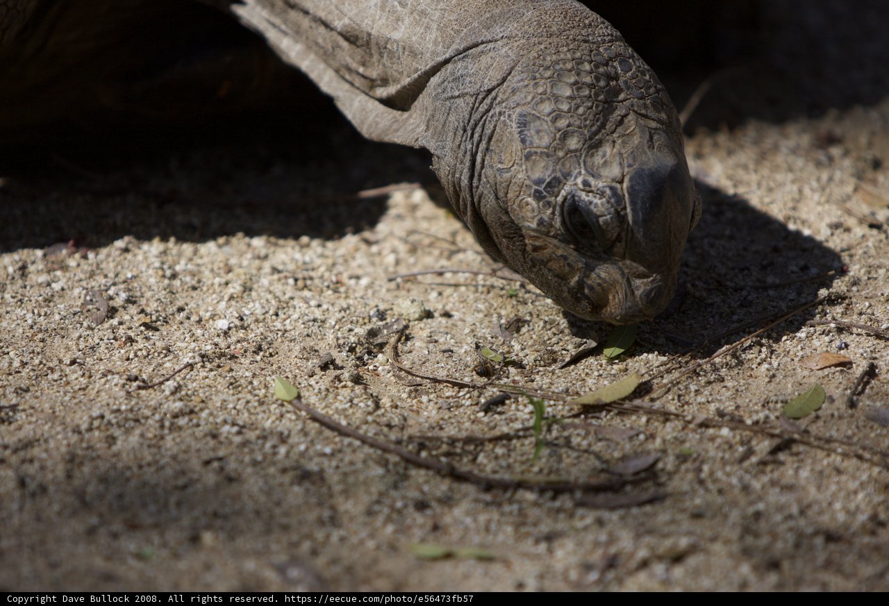 Hungry Tortoise